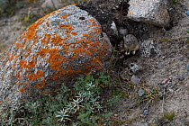 Gansu pika (Ochotona cansus), endemic to  China, Tibetan Plateau, Qinghai, China