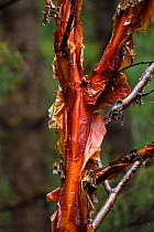 Chinese red birch (Betula albosinensis) bark peeling,  Tibetan Plateau, Qinghai, China