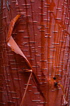 Chinese red birch tree (Betula albosinensis) close up of peeling bark, Tibetan Plateau, Qinghai, China