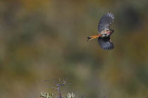 Przewalski's finch (Urocynchramus pylzowi),- flying Koko Nor, Tibetan Plateau, Qinghai, China