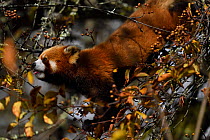 Red panda (Ailurus fulgens) feeding on berry, Laba He National Nature Reserve, Sichuan, China
