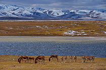 Asian wild ass / Kiang (Equus kiang) grazing near lake, Keke Xili, Changtang,Tibetan Plateau, Qinghai, China
