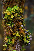 Tree lungwort (Lobaria pulmonaria) growing on tree in humid montane mixed forest, Laba He National Nature Reserve, Sichuan, China