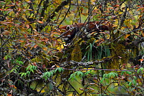 Red panda (Ailurus fulgens)  hidden in tree branches in humid montane mixed forest, Laba He National Nature Reserve, Sichuan, China