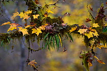 Autumn leaves on moss covered tree with fern epiphyte. humid montane mixed forest, Laba He National Nature Reserve, Sichuan, China