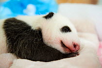 Giant panda (Ailuropoda melanoleuca) baby age one month, sleeping on blankets in incubator, Beauval Zoo, France. September 2017