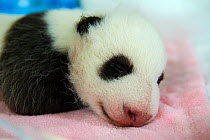 Giant panda (Ailuropoda melanoleuca) baby age one month, sleeping on blankets in incubator, Beauval Zoo, France. September 2017