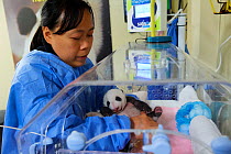 Keeper handling Giant panda (Ailuropoda melanoleuca) baby age one month, in incubator, Beauval Zoo, France.  September 2017.