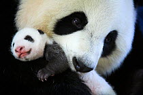 Giant panda (Ailuropoda melanoleuca) female, Huan Huan, holding baby age one month, Beauval Zoo, France. September 2017.