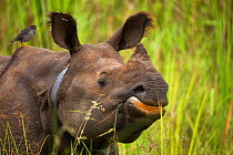 Indian rhinoceros (Rhinoceros unicornis) with radio collar, Manas National Park UNESCO World Heritage Site, Assam, India.