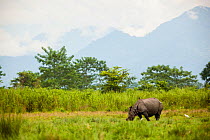 Indian rhinoceros (Rhinoceros unicornis) Manas National Park UNESCO World Heritage Site, Assam, India.