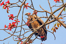 Indian vulture (Gyps indicus) Manas National Park UNESCO World Heritage Site, Assam, India.