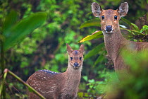 Indian hog deer (Hyelaphus porcinus) mother and fawn, Manas National Park UNESCO World Heritage Site, Assam, India.