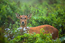 Indian hog deer (Hyelaphus porcinus) Manas National Park UNESCO World Heritage Site, Assam, India.