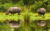 Indian rhinoceros (Rhinoceros unicornis) feeding, reflected in water, Manas National Park UNESCO World Heritage Site, Assam, India.