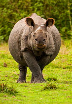 Indian rhinoceros (Rhinoceros unicornis) portrait. Manas National Park UNESCO World Heritage Site, Assam, India.