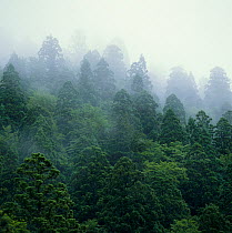 Japanese sugi pine (Cryptomeria japonica) Shirakami Sanchi UNESCO World Heritage Site, Akita Prefecture, Japan.