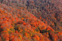 Forest in autumn, Shirakami Sanchi UNESCO World Heritage Site Aomori Prefecture, Japan.