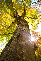Mother Tree, a giant Japanese beech (Fagus crenata) with sun shining past tunk, Shirakami Sanchi UNESCO World Heritage Site, Naka Tsugaru County, Aomori Prefecture, Japan.