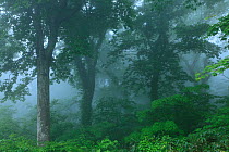 Misty beech forest, Mount Futatsumori, Shirakami Sanchi UNESCO World Heritage Site, Yamamoto County, Akita Prefecture, Japan.