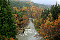Anmon Falls and autumnal trees, Akashikeiryu Anmonnotaki Nature Park, Shirakami Sanchi UNESCO World Heritage Site, Naka Tsugaru County, Aomori Prefecture, Japan. November 2012.