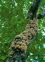Oyster mushrooms (Pleurotus ostreatus) on tree trunk, Shirakami Sanchi UNESCO World Heritage Site, Yamamoto County, Akita Prefecture, Japan.