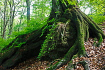 Japanese beech (Fagus crenata) tree trunk, Dakedai Nature Forest, Shirakami Sanchi UNESCO World Heritage Site, Dakedai Nature Forest, Shirakami Sanchi, Akita Prefecture