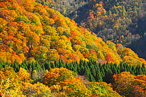Japanese beech (Fagus crenata) forest in autumn, Shirakami Sanchi UNESCO World Heritage Site. Nishi Tsugaru County, Aomori Prefecture, Japan. October 2011.