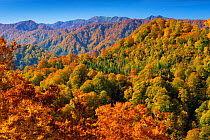 Japanese beech (Fagus crenata)  forest in autumn, Mukai Shirakami Sanchi UNESCO World Heritage Site,  Nishi Tsugaru County, Aomori Prefecture, Japan. October 2012.