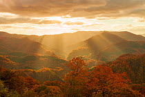 Sunrays over autumnal forests in Shirakami Sanchi UNESCO World Heritage Site. Shirakami Rindo, Nishi Tsugaru County, Aomori Prefecture, Japan. October 2011.