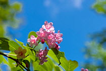 Flowers (Weigela hortensis) Shirakami Sanchi UNESCO World Heritage Site, Naka Tsugaru County, Aomori Prefecture, Japan.