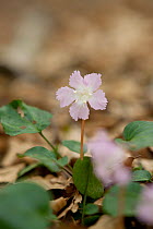 Shortia uniflora flower,  Shirakami Sanchi UNESCO World Heritage Site, Aomori Prefecture, Japan.