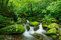 Small stream in Shirakami Sanchi UNESCO World Heritage Site, Nishi Tsugaru County, Aomori Prefecture Japan.
