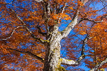 Mother Tree, a giant beech (Fagus crenata) Shirakami Sanchi UNESCO World Heritage Site, Naka Tsugaru County, Aomori Prefecture, Japan.