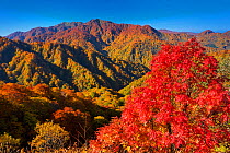 Autumn trees and mountains in Tengu Pass, Nishi Tsugaru County,  Shirakami Sanchi UNESCO World Heritage Site, Aomori Prefecture, Japan. October 2012.