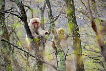 Japanese macaque (Macaca fuscata) mother and young foraging,  Naka Tsugaru County, Shirakami Sanchi UNESCO World Heritage Site, Aomori Prefecture, Japan.