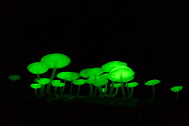 Bioluminescent fungi (Mycena chlorophos) emitting light, night, Chichijima, Ogasawara Islands UNESCO World Heritage Site, Japan