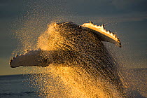Humpback Whale (Megaptera novaeangliae) breaching, sunset, Chichijima, Ogasawara Islands UNESCO World Heritage Site, Japan