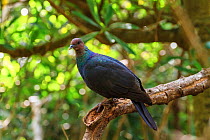 Japanese wood pigeon (Columba janthina nitens) on Fig tree (Ficus microcarpa) Mukojima, Ogasawara Islands UNESCO World Heritage Site, Japan