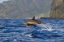 Spinner Dolphin (Stenella longirostris) and calf jumping, Ogasawara Islands UNESCO World Heritage Site, Japan