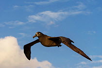 Black-footed Albatross (Phoebastria nigripes) flying, Mukojima, Ogasawara Islands UNESCO World Heritage Site, Japan