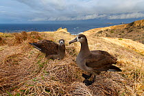 Black-footed Albatross (Phoebastria nigripes) nesting  pair,. Mukojima, Ogasawara Islands UNESCO World Heritage Site, Japan