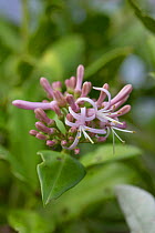 Flower (Hedyotis leptopetala) endemic species, Mukojima, Ogasawara Islands UNESCO World Heritage Site, Japan
