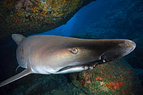 Sand Tiger Shark (Carcharias taurus), close up, Yomejima, Ogasawara Islands UNESCO World Heritage Site, Japan