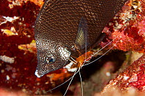 Commensal crinoid shrimp (Periclimenes amboinensis) cleaning Wrought-Iron butterflyfish (Chaetodon daedalma) Chichijima, Ogasawara Islands UNESCO World Heritage Site, Japan