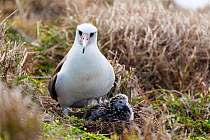 Laysan albatross (Phoebastria immutabilis) and chick on nest, Mukojima, Ogasawara Islands UNESCO World Heritage Site, Japan