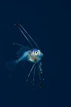 Goosefish (Lophiodes naresi) fry floating, Chichijima, Ogasawara Islands UNESCO World Heritage Site, Japan