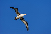 Laysan albatross (Phoebastria immutabilis) flying, Mukojima, Ogasawara Islands UNESCO World Heritage Site, Japan