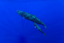Sperm Whale (Physeter macrocephalus) and calf, surfacing, Chichijima, Ogasawara Islands UNESCO World Heritage Site, Japan