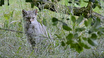 Wild cat (Felis silvestris), Germany, July. Captive.